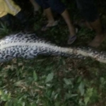 行方不明の男性、ニシキヘビの中に遺体　インドネシア　