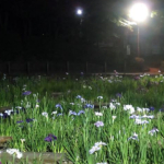 菖蒲の花が見ごろに！戸畑区「夜宮池」でライトアップ