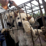 国際的非難浴びる中国の祭りで 飲食店側は否定　犬肉の販売