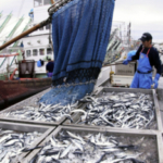 ＜サンマ＞３年連続不漁は確定的　缶詰業界にも影響