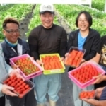 「申し訳なく、もったいなく」　イチゴ人気に生産追いつかず…沖縄・宜野座村、増産へ工夫