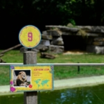 動物園でライオン逃走、射殺の警察に批判 ベルギー