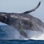 鯨肉安い日本からサメと偽り…韓国で密輸業者を摘発