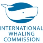 日本、IWC脱退方針　対立状態の打開困難　商業捕鯨再開目指す