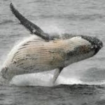 ＩＷＣ脱退　Ｑ＆Ａ　日本の捕鯨はどう変わる