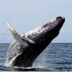 日本はクジラ虐殺やめよ＝IWC脱退再考求める―米紙