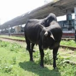 インド初の準高速鉄道、開業直後に牛と衝突 立ち往生