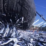 サンマ漁獲枠導入で初合意　55万トン、資源回復へ前進