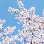 別の「マルチ商法」上級会員が「桜を見る会」招待を勧誘に利用の疑い