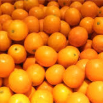 初出荷　完熟キンカン「たまたま」　甘さはマンゴー並み！　「酸味と甘さのバランス味わって」福岡市