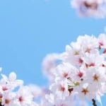日本気象が2020年の桜開花予想を発表、全国的に早い開花へ