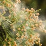 強風で花粉大量飛散　関東は今年一番の飛散数か
