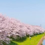 福岡で桜が開花　九州で今年初