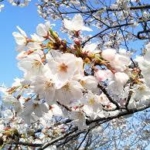 九州から世界に向けて“今年の桜”を発信！「いまできることプロジェクト」