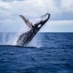 ＩＷＣ脱退・商業捕鯨再開から１年　国際理解浸透か