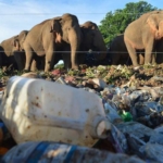 ゾウのプラごみ食い防止へ、投棄場周りに溝や電気フェンス スリランカ