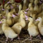 仏フォアグラ産地で鳥インフル拡大 「制御不能」と生産者ら