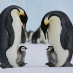 世界最大のペンギン、絶滅の危機＝気候変動で繁殖地氷解―南極