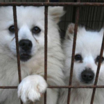 韓国の文大統領、犬肉食の禁止を示唆 需要減退を受け