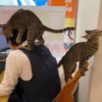 「猫共々ご来店お待ちしております」不動産屋に出勤する猫の主な業務は“毛づくろい”？