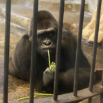 「孤独なゴリラ、解放を」＝商業施設の動物園に３０年―タイ