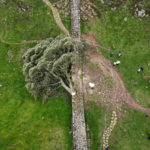 英国で最も「映える木」を伐採 少年逮捕、世界遺産の地元に衝撃