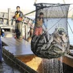 秋サケ漁獲数36・4％減　北海道内9月末　高水温で回帰遅れか