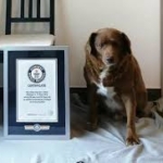 「史上最高齢犬」の記録剥奪　31歳に証拠なし　英ギネス